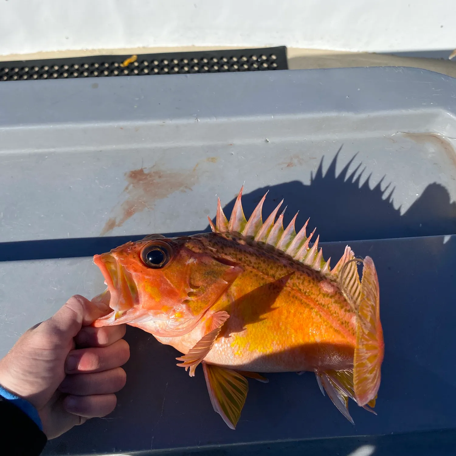 The most popular recent Greenspotted rockfish catch on Fishbrain