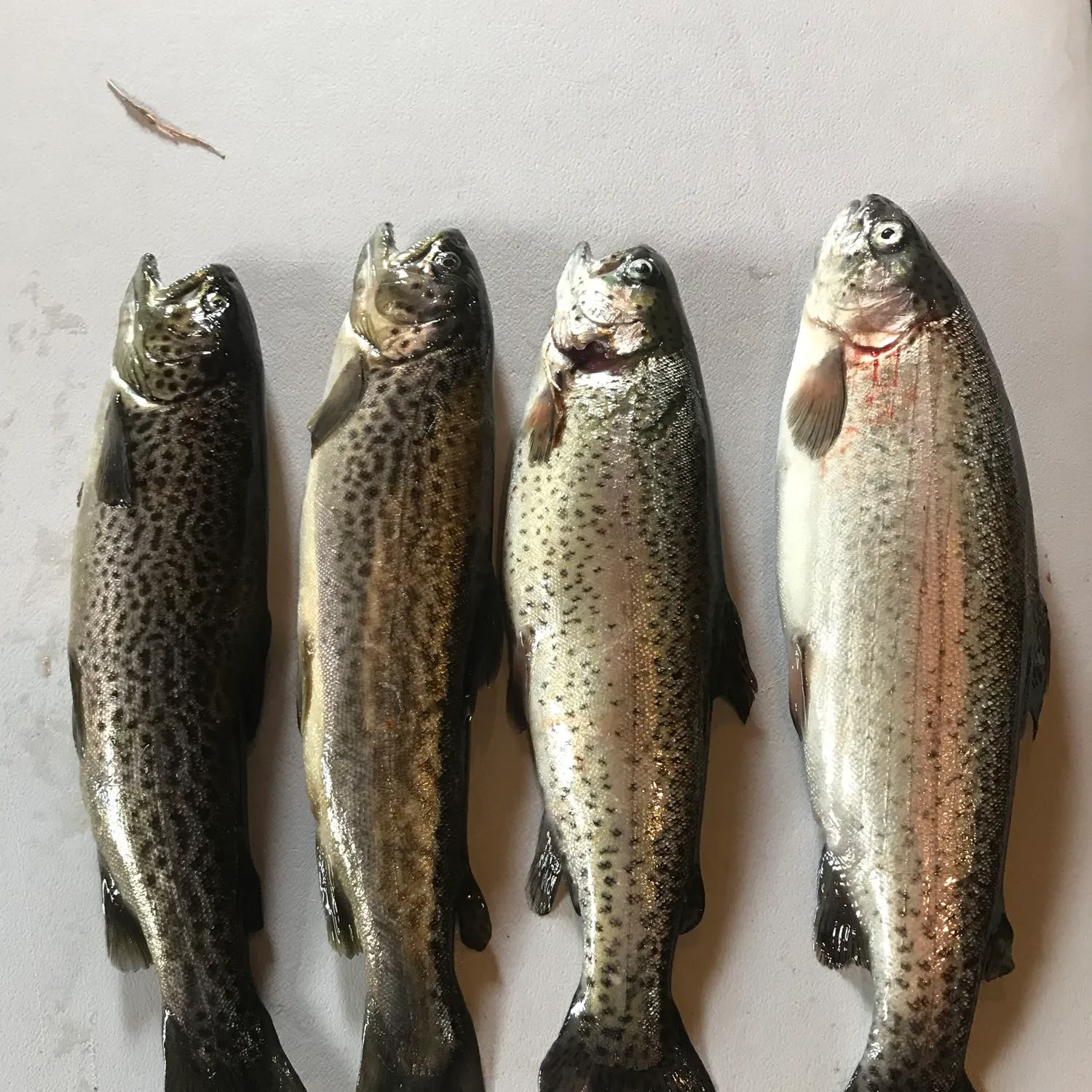 recently logged catches