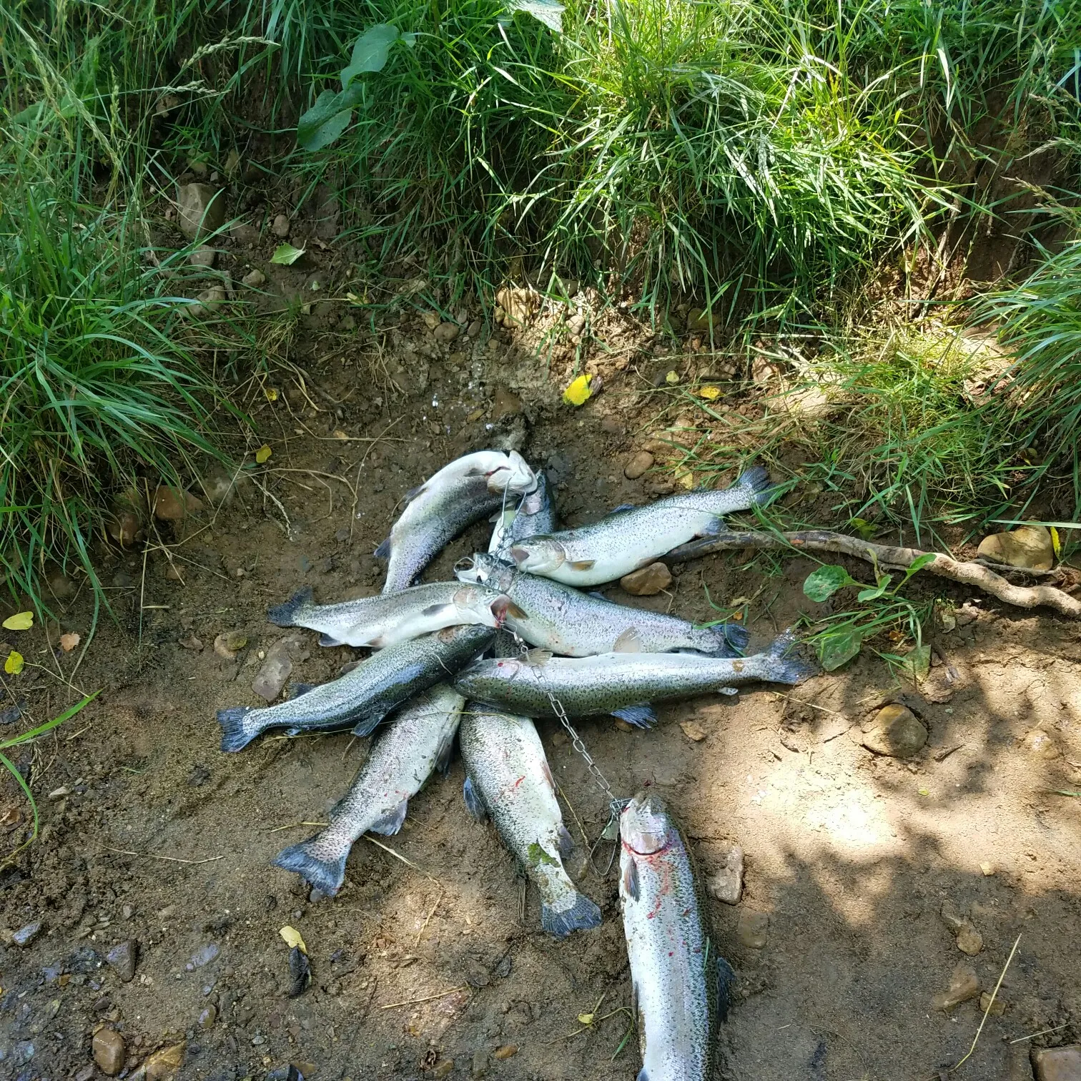 recently logged catches