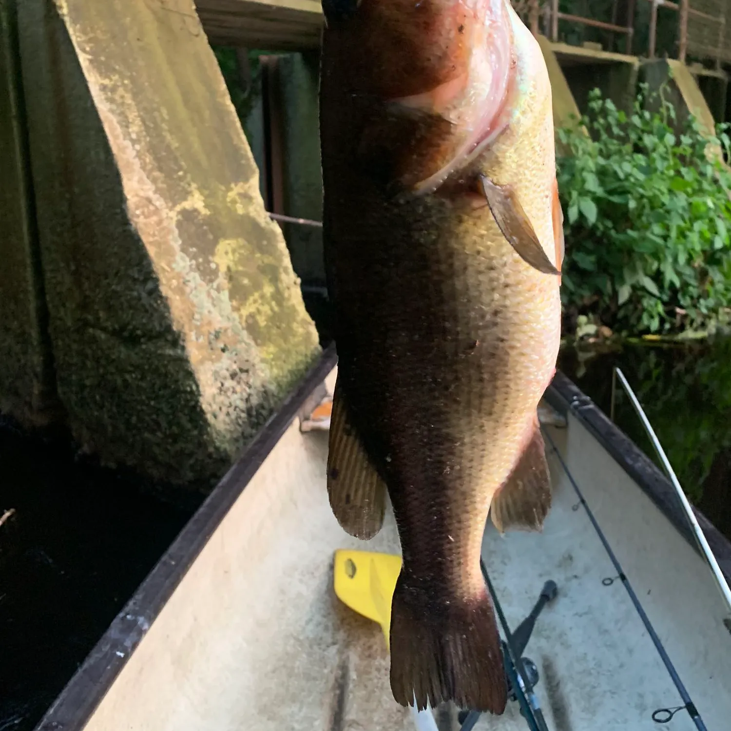 ᐅ French Stream fishing reports🎣• Hanover, MA (United States) fishing