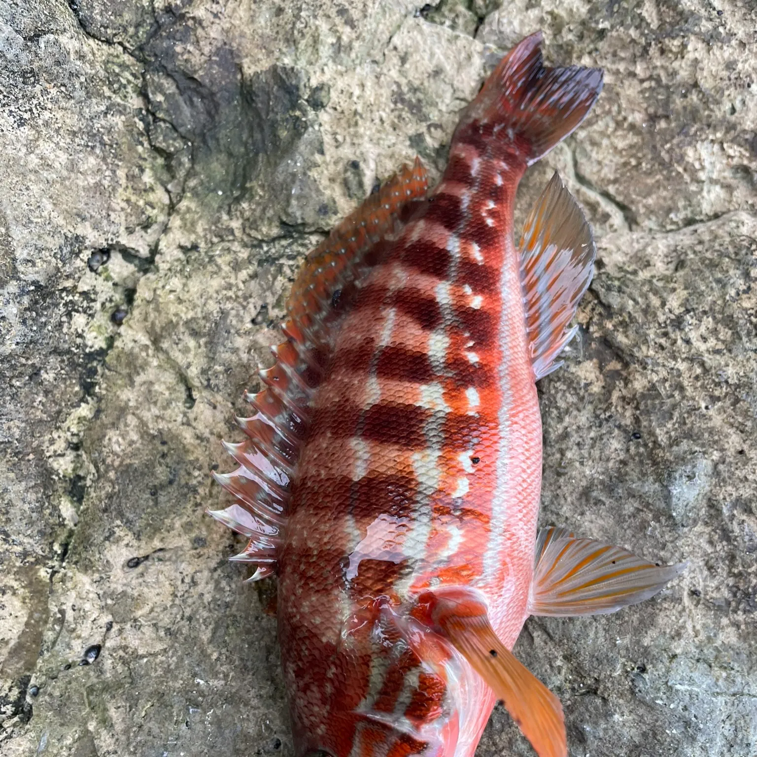 The most popular recent Spotted grouper catch on Fishbrain