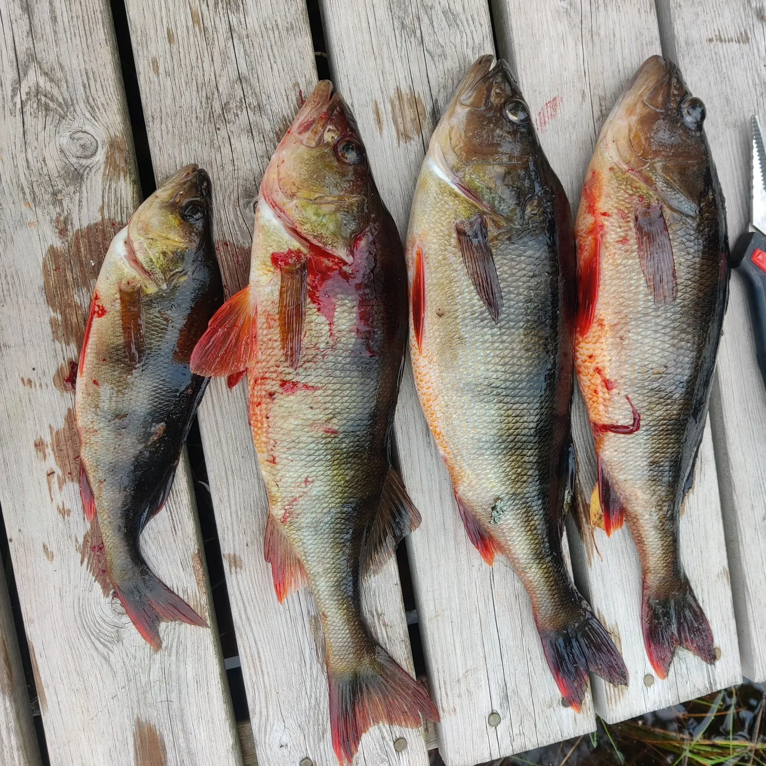 recently logged catches