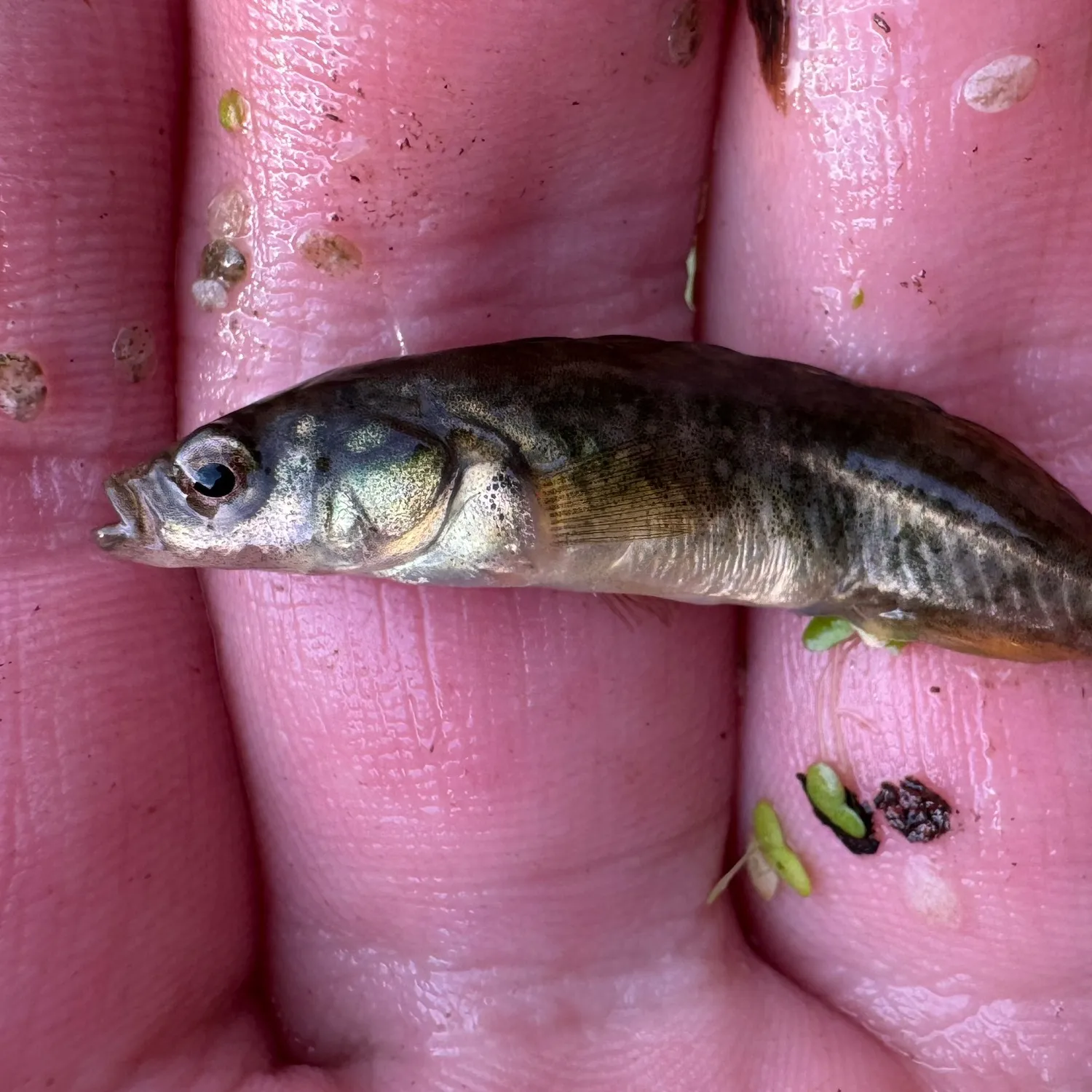 The most popular recent Brook stickleback catch on Fishbrain