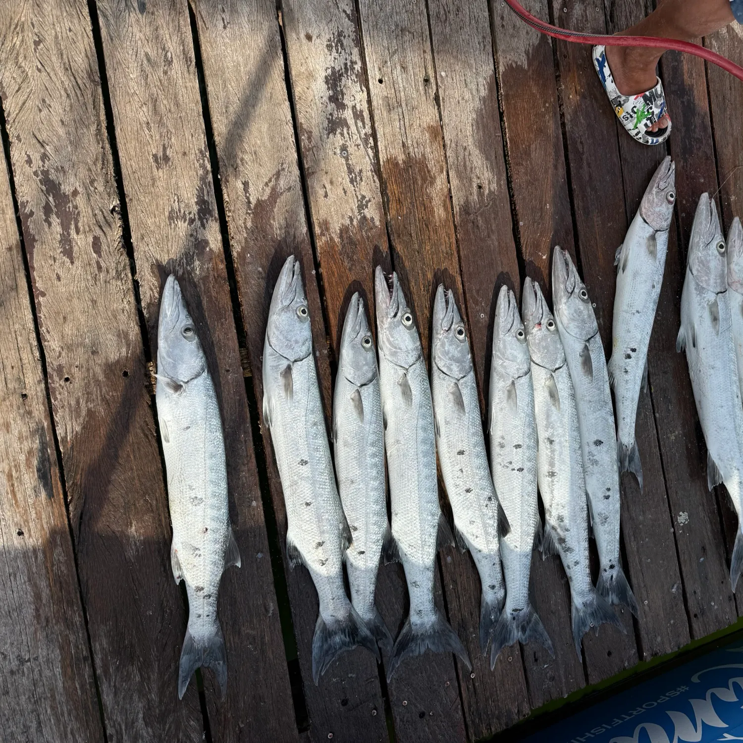 recently logged catches