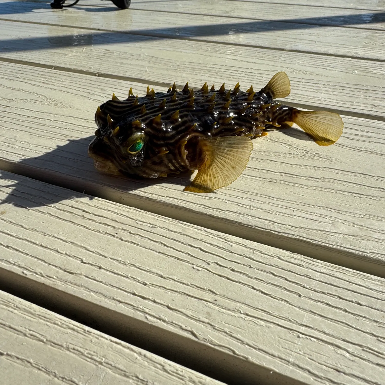 The most popular recent Striped burrfish catch on Fishbrain