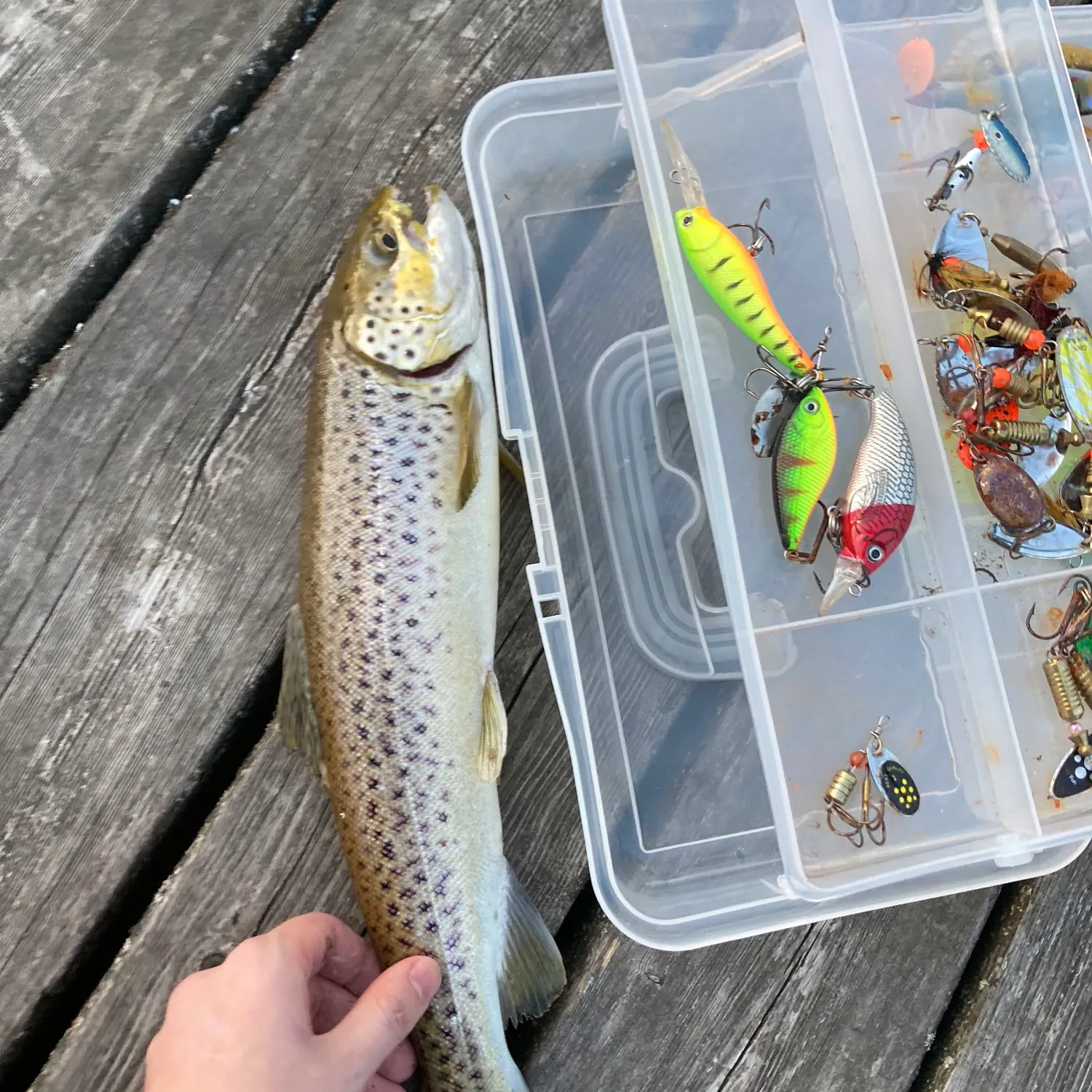 recently logged catches