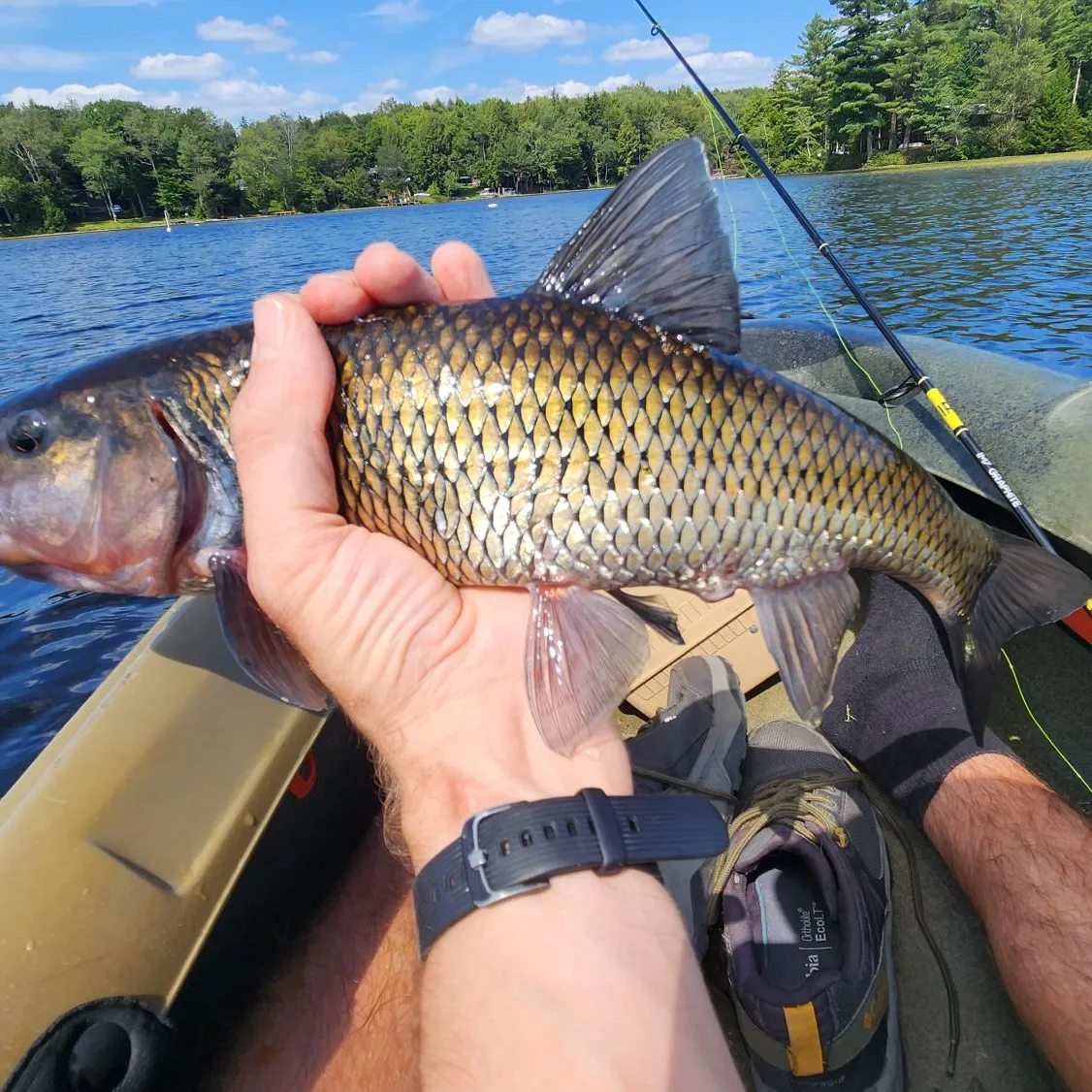 recently logged catches