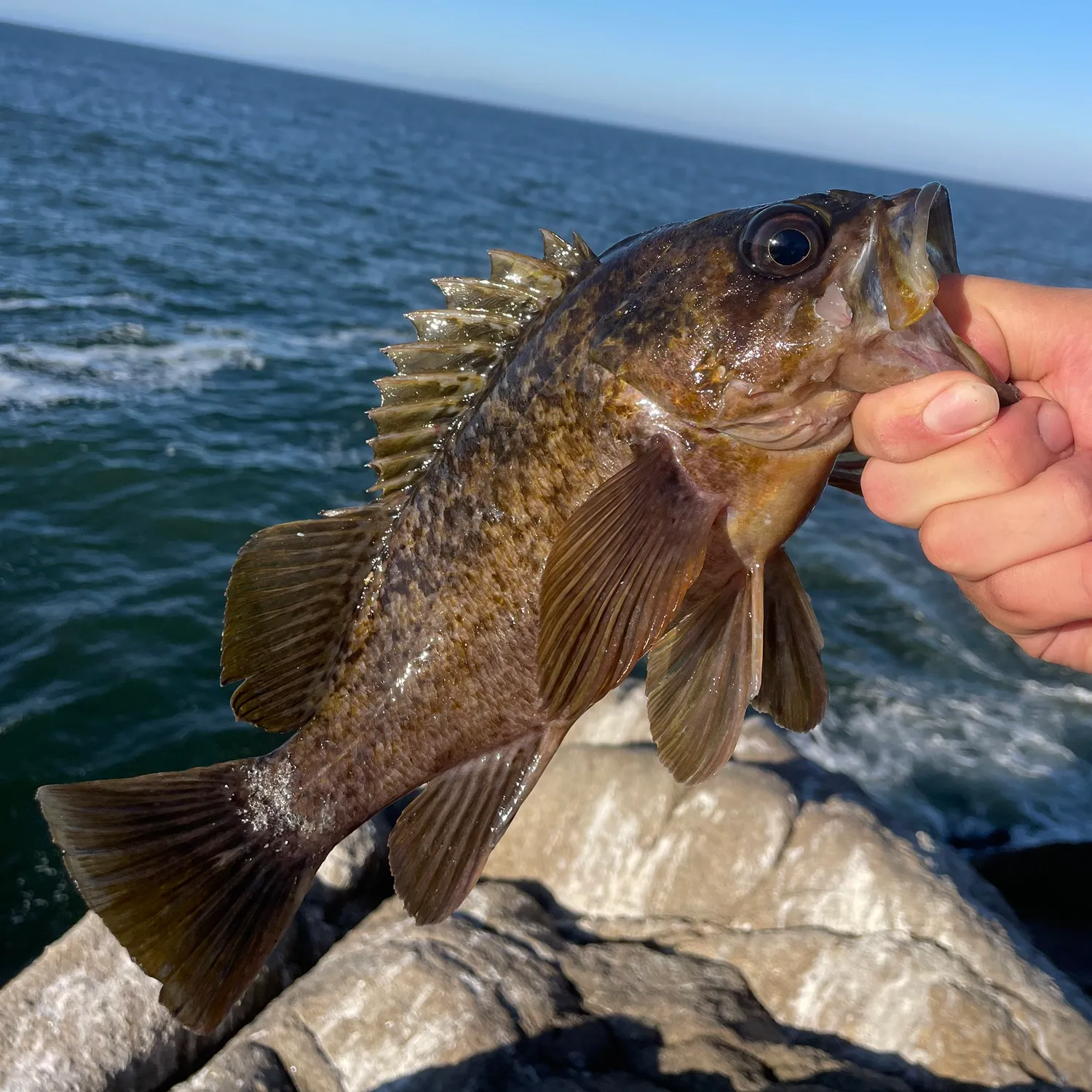 The most popular recent Kelp rockfish catch on Fishbrain