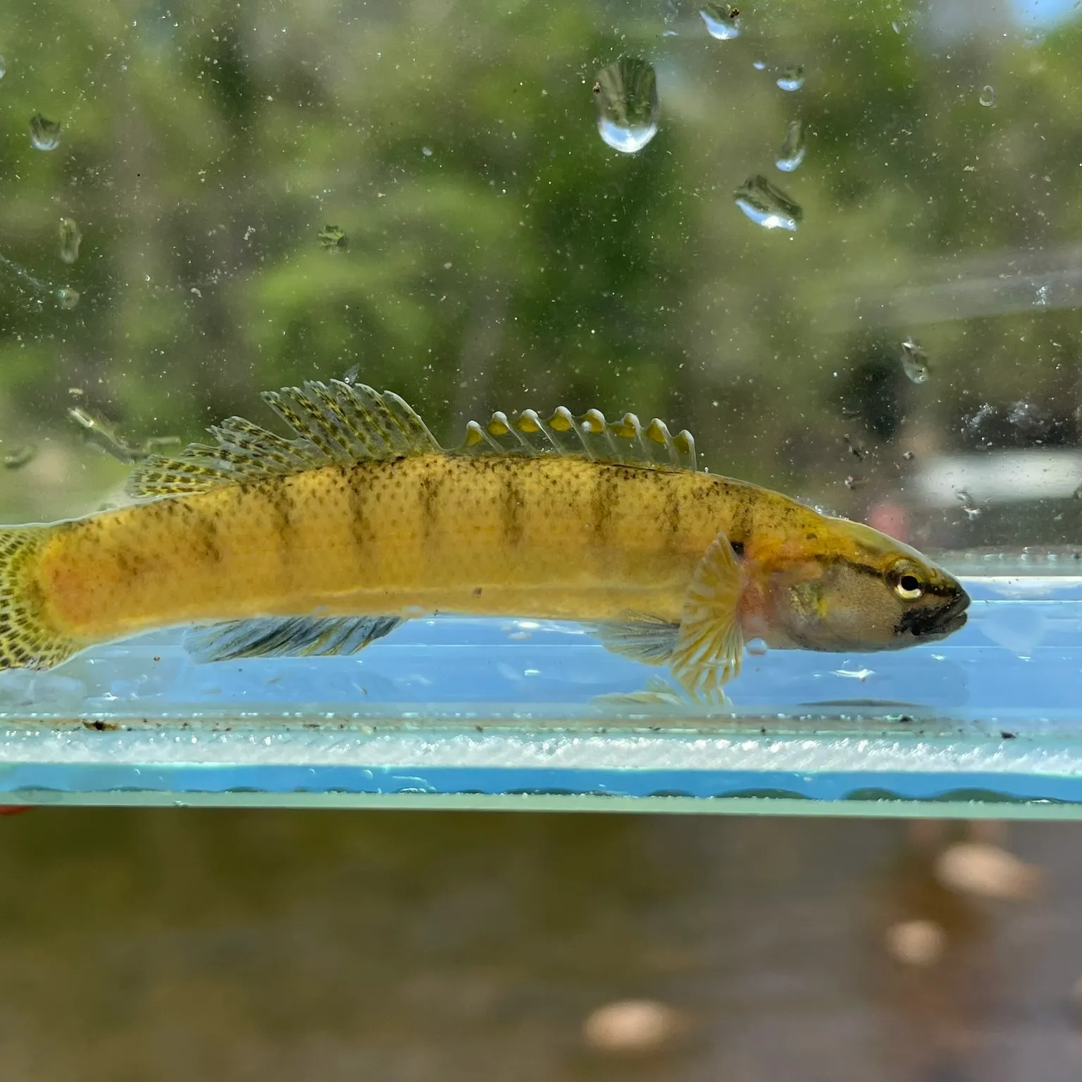 The most popular recent Fantail darter catch on Fishbrain