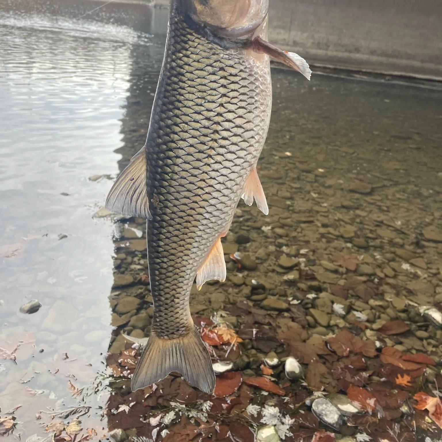 The most popular recent River chub catch on Fishbrain