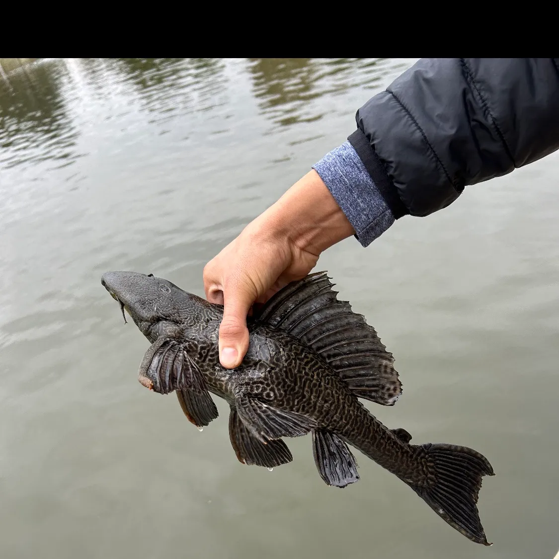 The most popular recent Orinoco sailfin catfish catch on Fishbrain