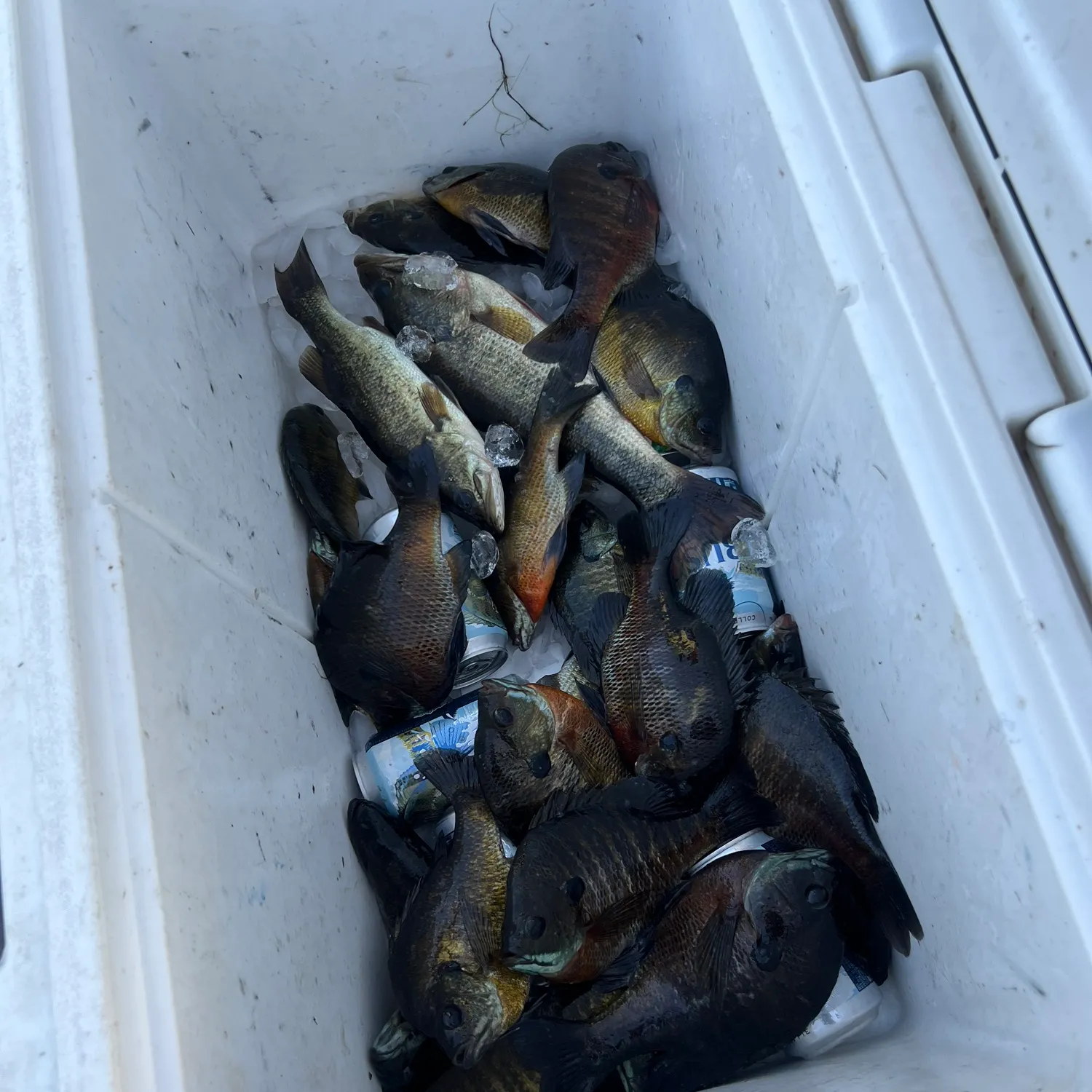 recently logged catches