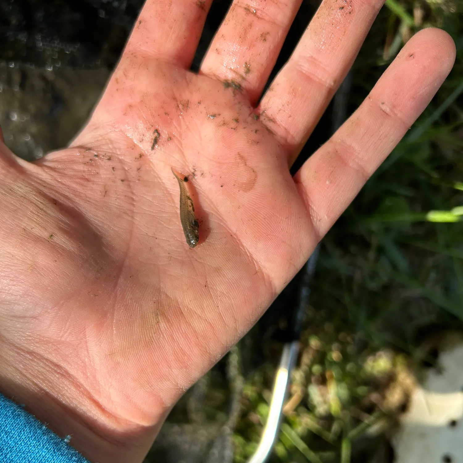 The most popular recent Eastern mosquitofish catch on Fishbrain