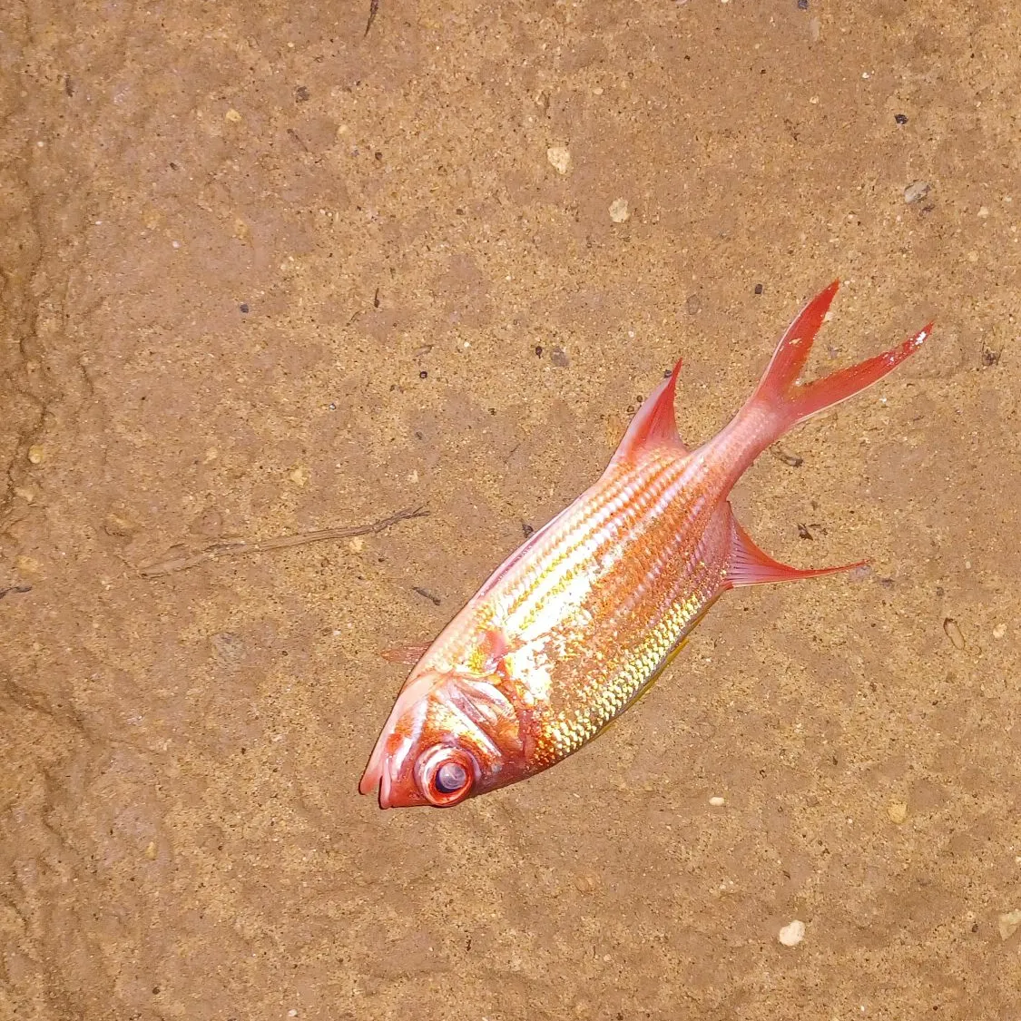 The most popular recent Squirrelfish catch on Fishbrain