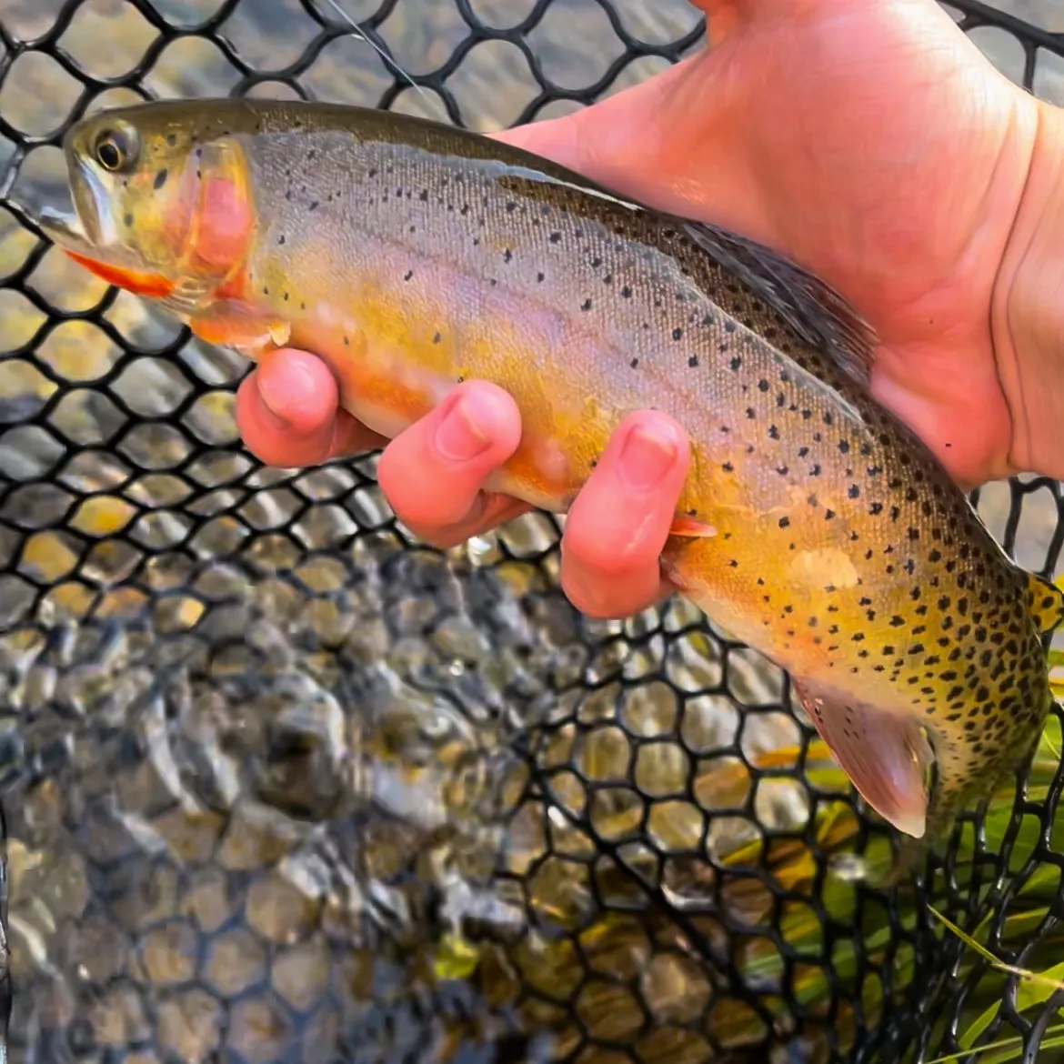 The most popular recent Rio Grande cutthroat trout catch on Fishbrain