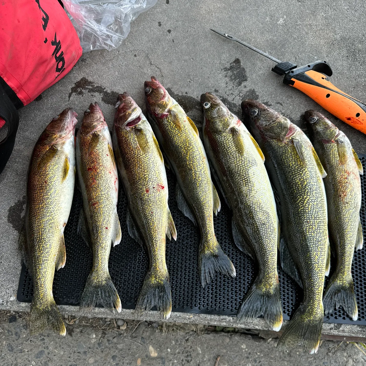 recently logged catches