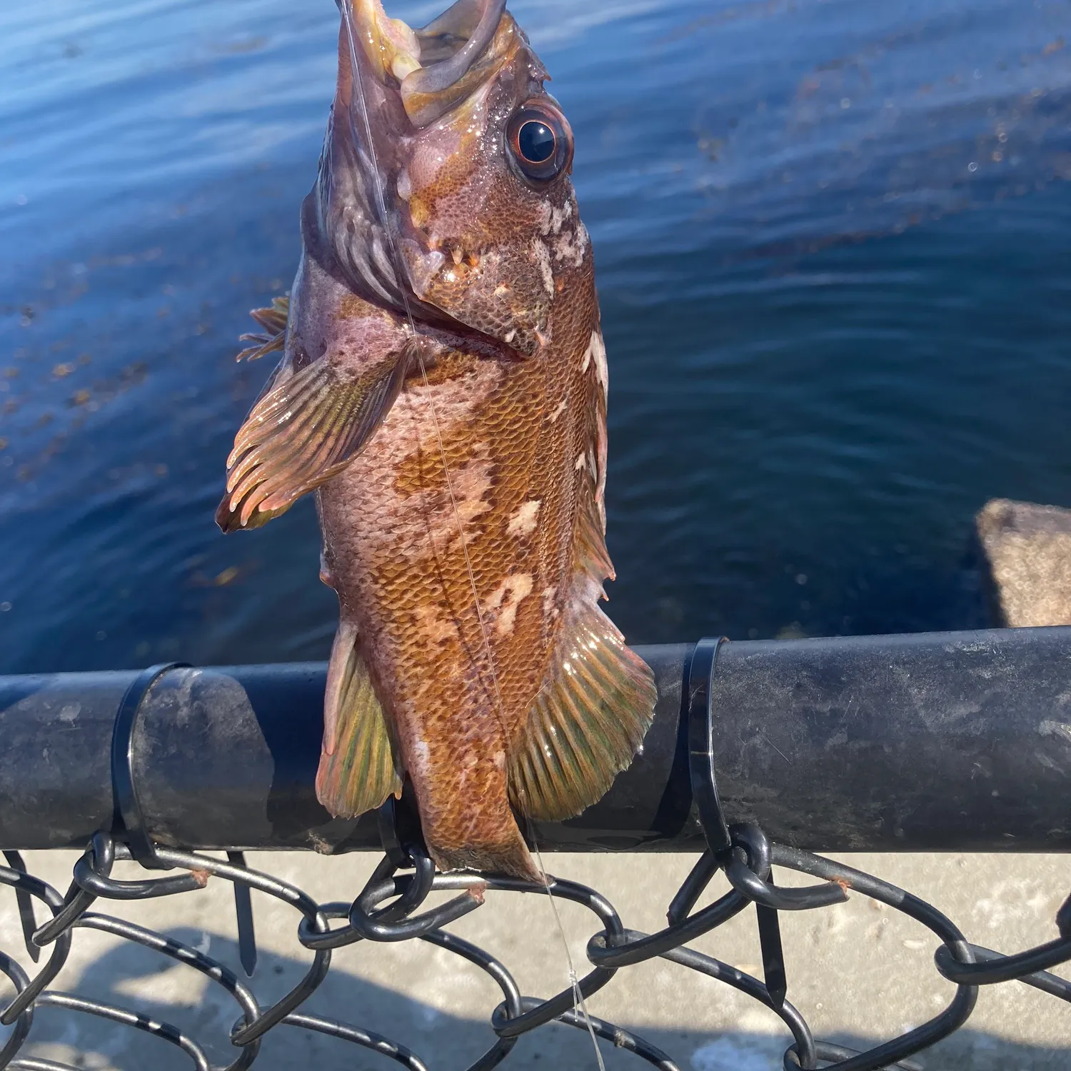 The most popular recent Black and yellow rockfish catch on Fishbrain