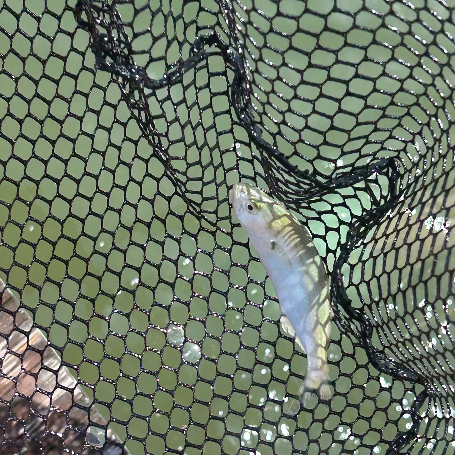 The most popular recent Blackspotted croaker catch on Fishbrain