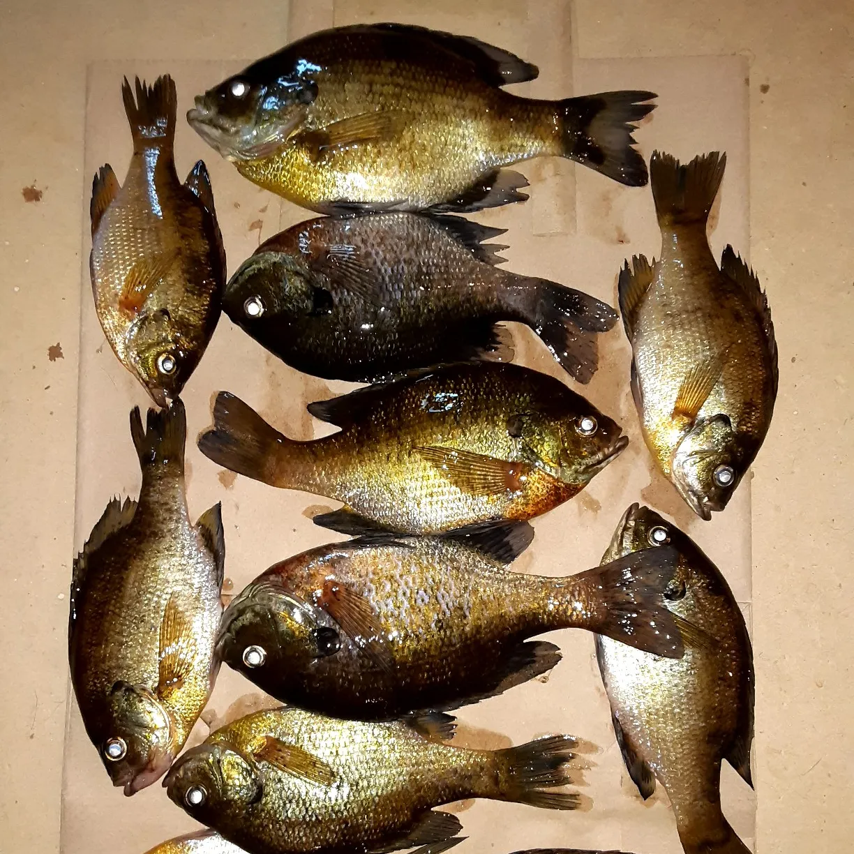 recently logged catches