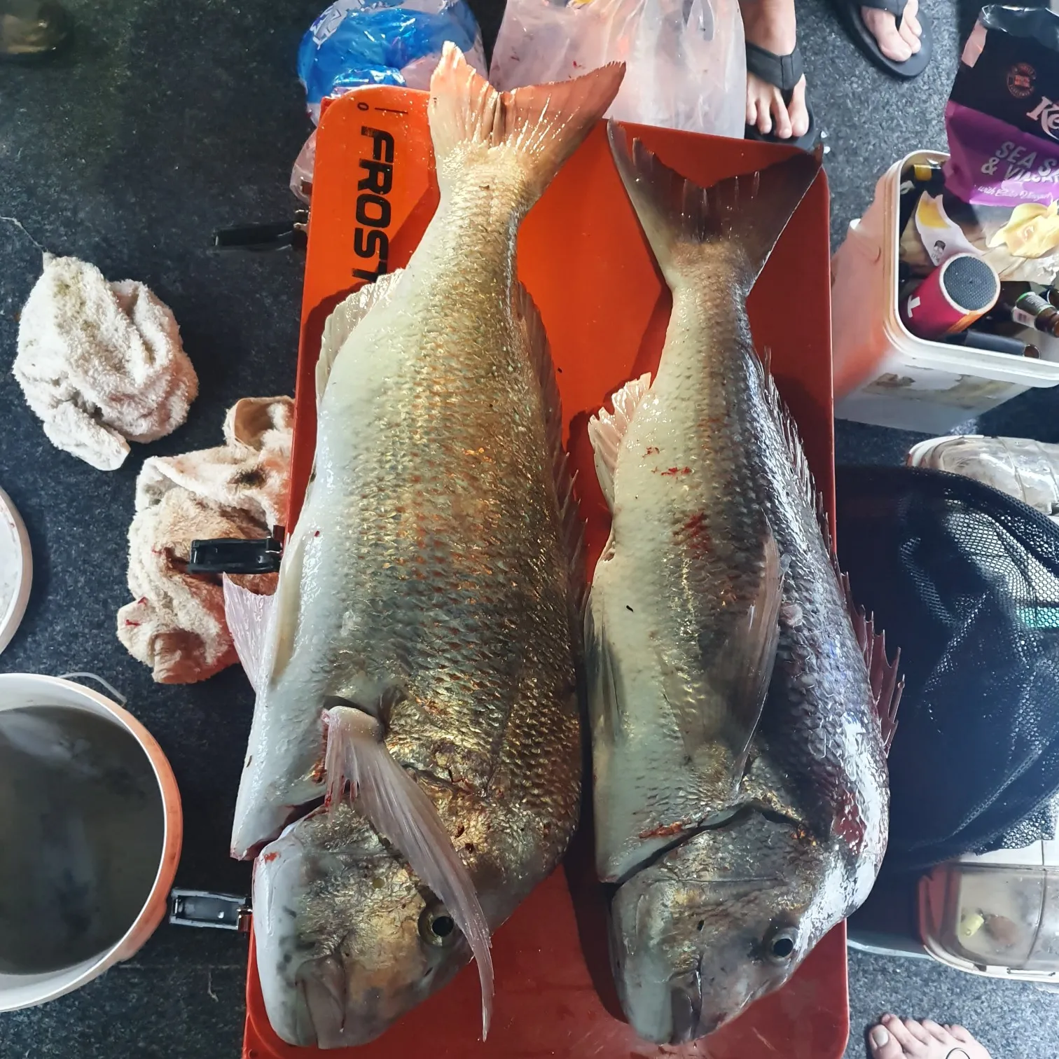 recently logged catches