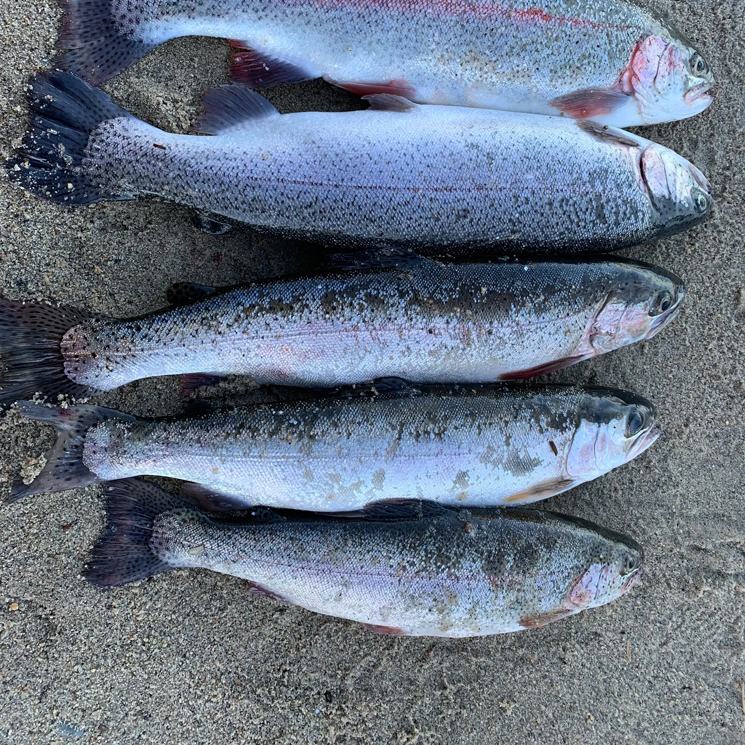 recently logged catches