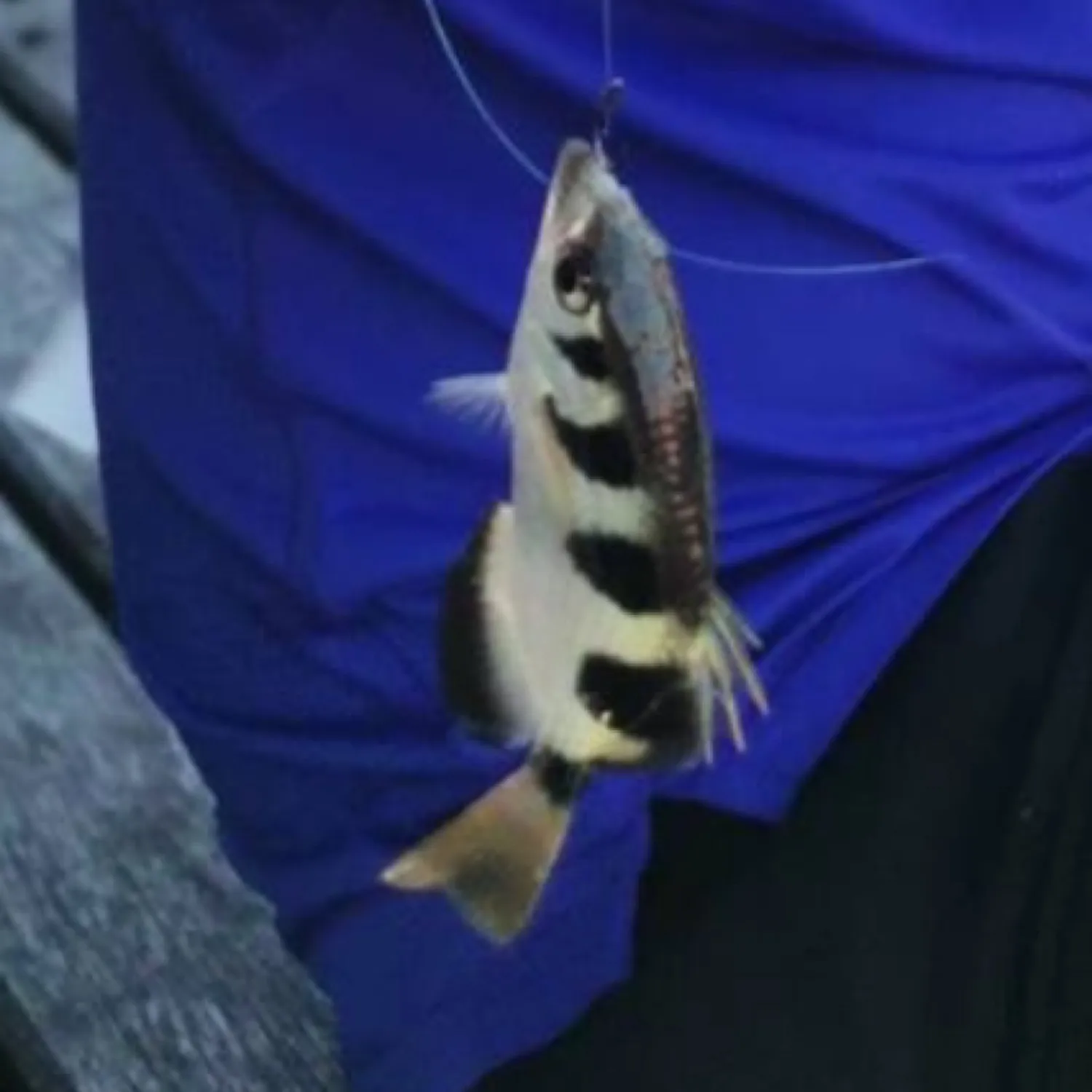 The most popular recent Banded archerfish catch on Fishbrain