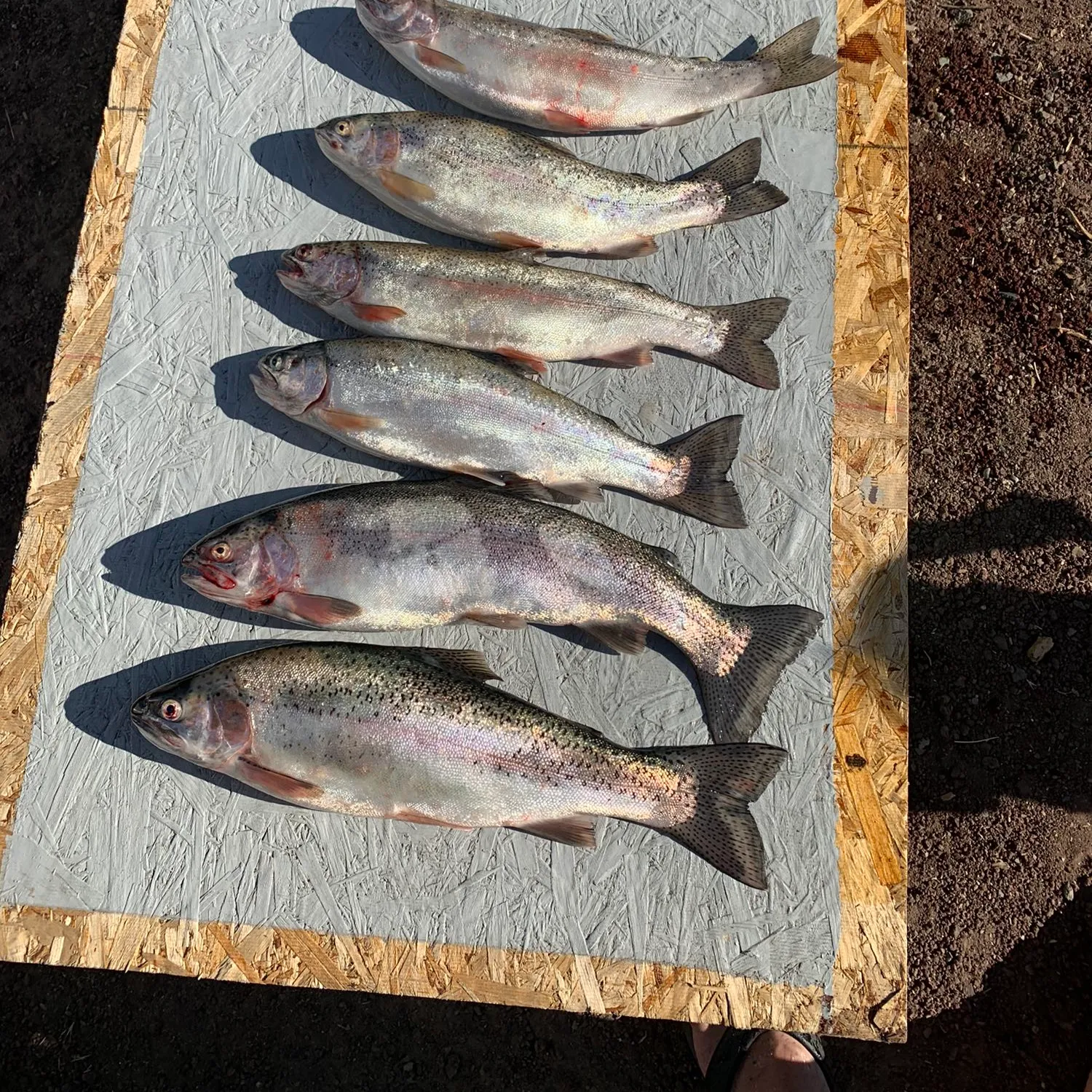 recently logged catches