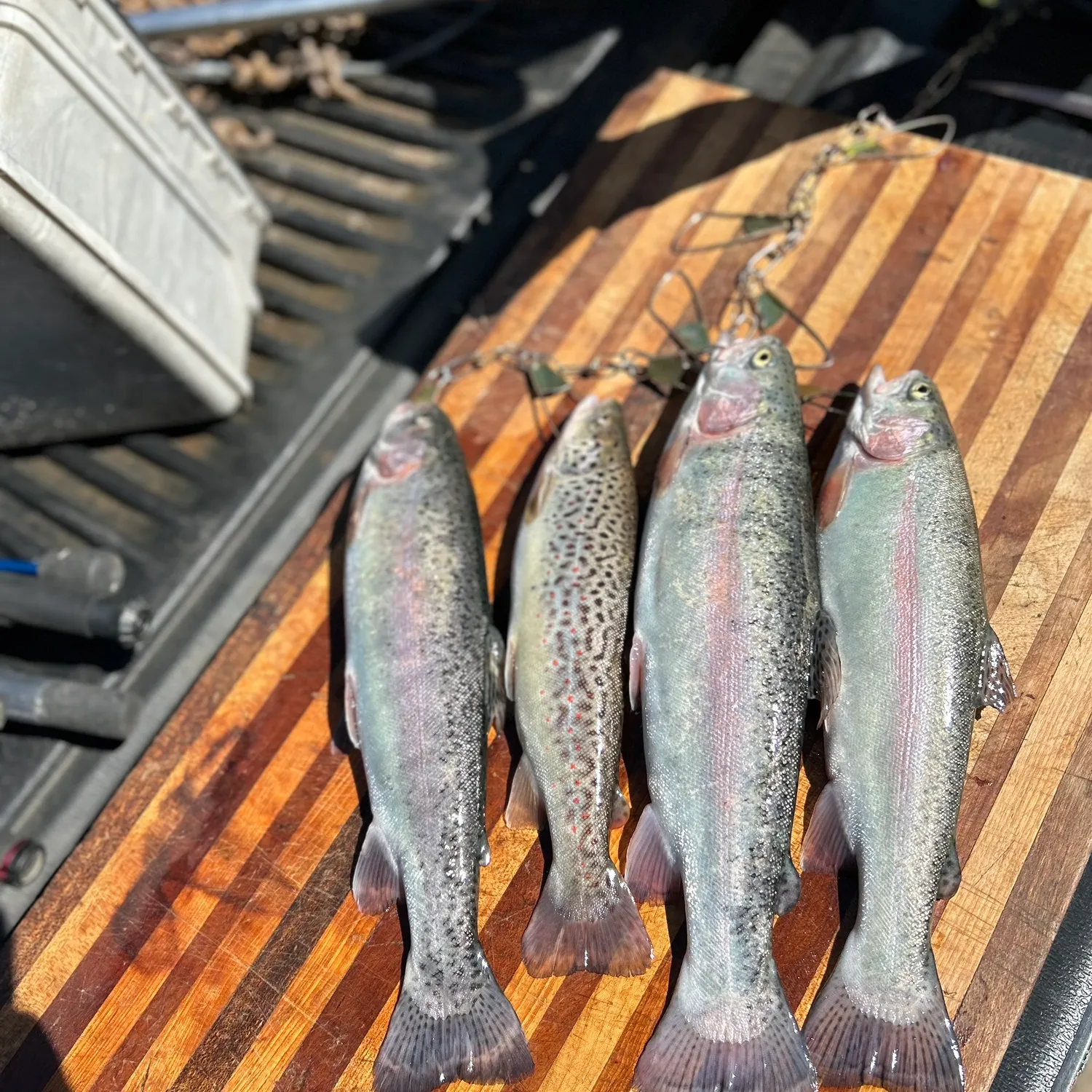 recently logged catches