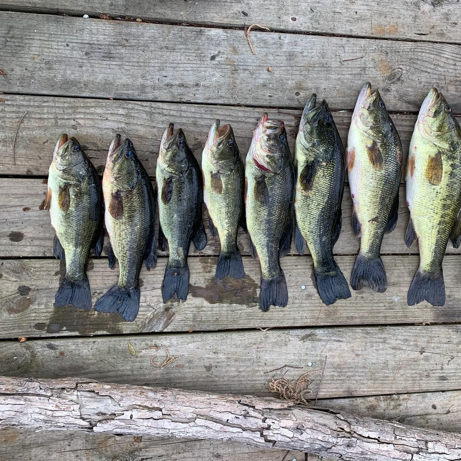 recently logged catches