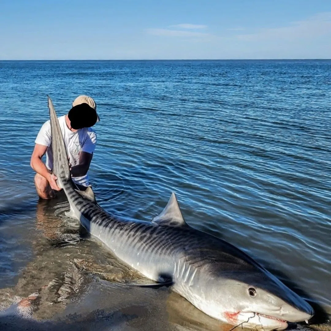 The most popular recent Tiger shark catch on Fishbrain