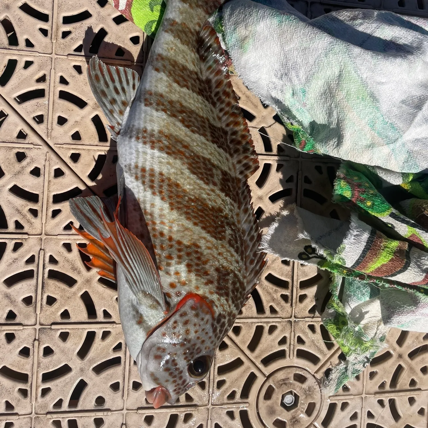 The most popular recent Redlip Morwong catch on Fishbrain