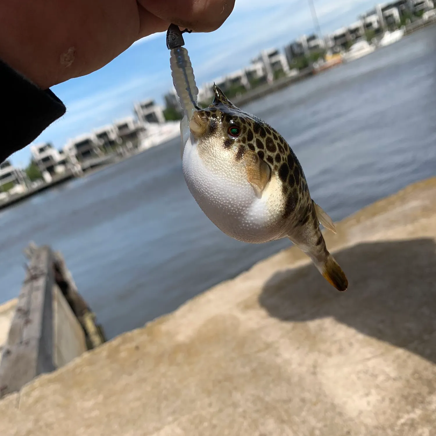 The most popular recent Common toadfish catch on Fishbrain