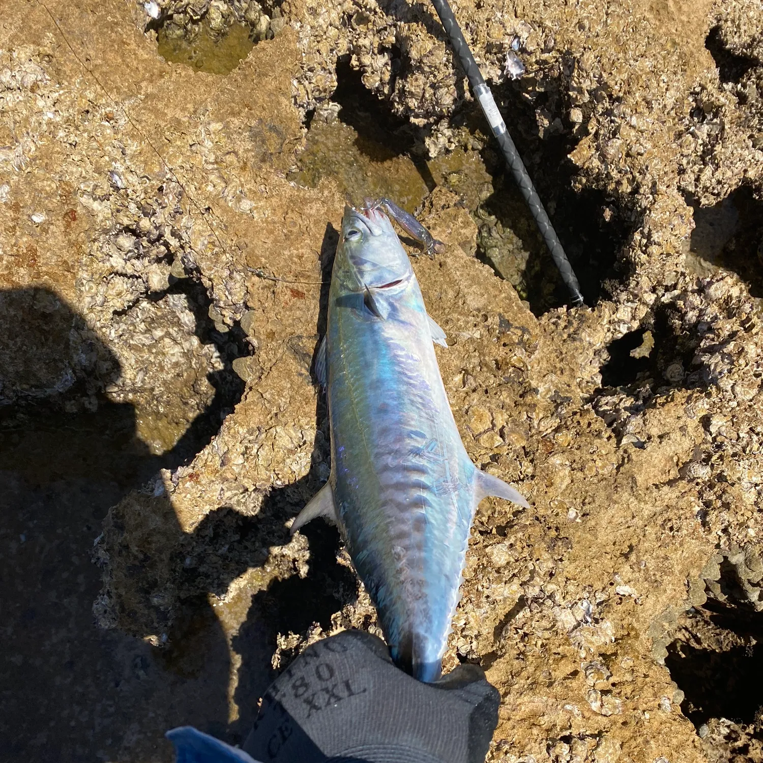 The most popular recent Queensland school mackerel catch on Fishbrain