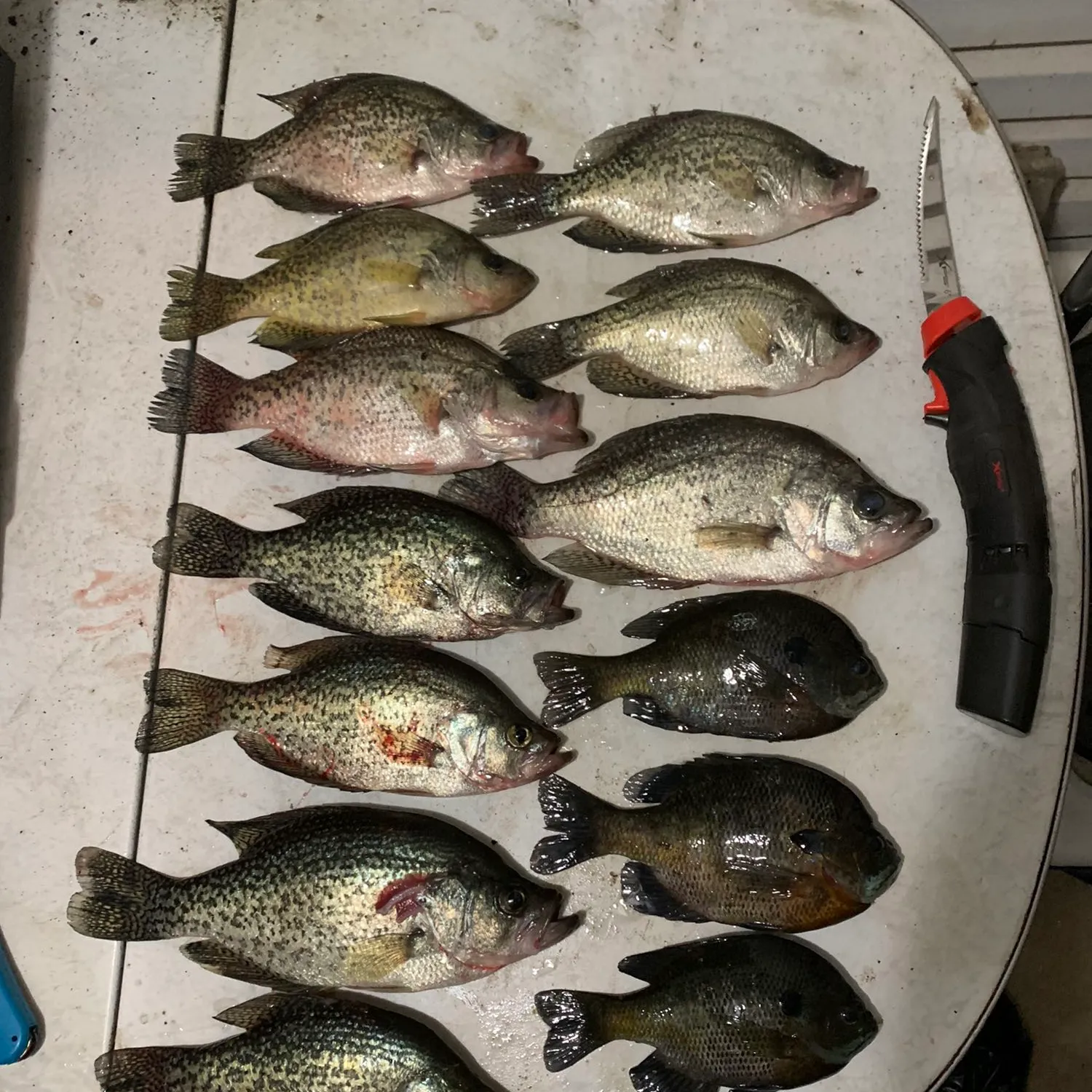 recently logged catches