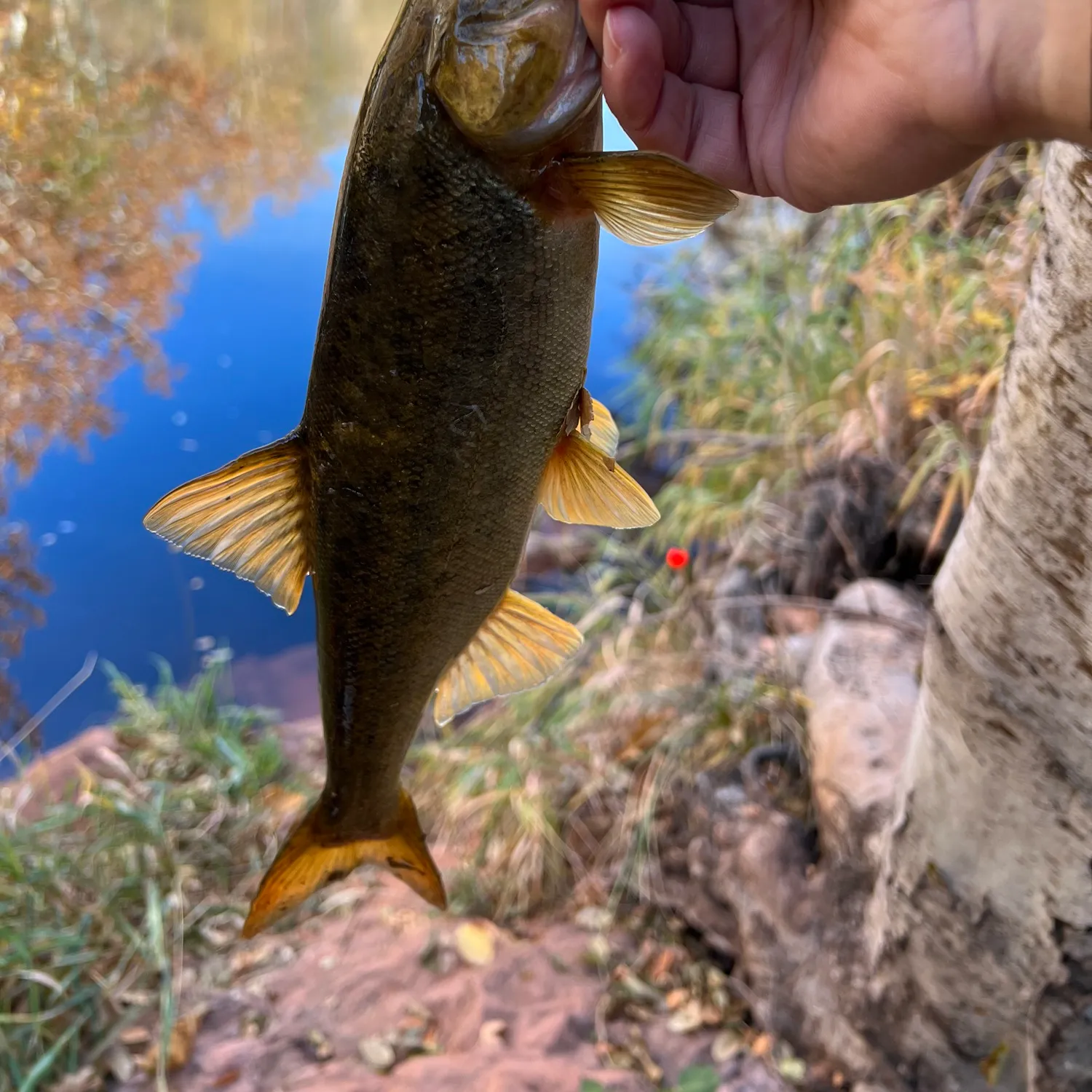 The most popular recent Roundtail chub catch on Fishbrain