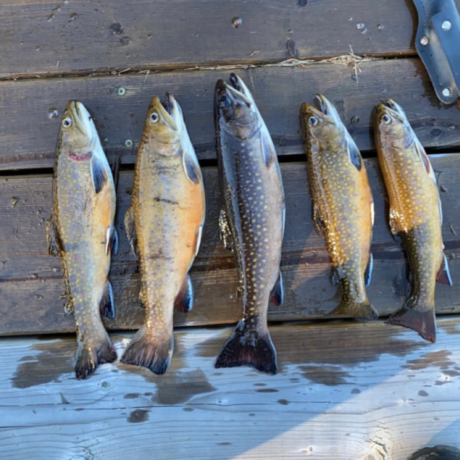 recently logged catches