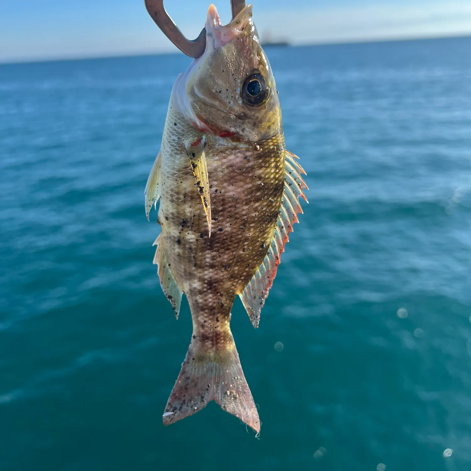 The most popular recent Orange-striped emperor catch on Fishbrain