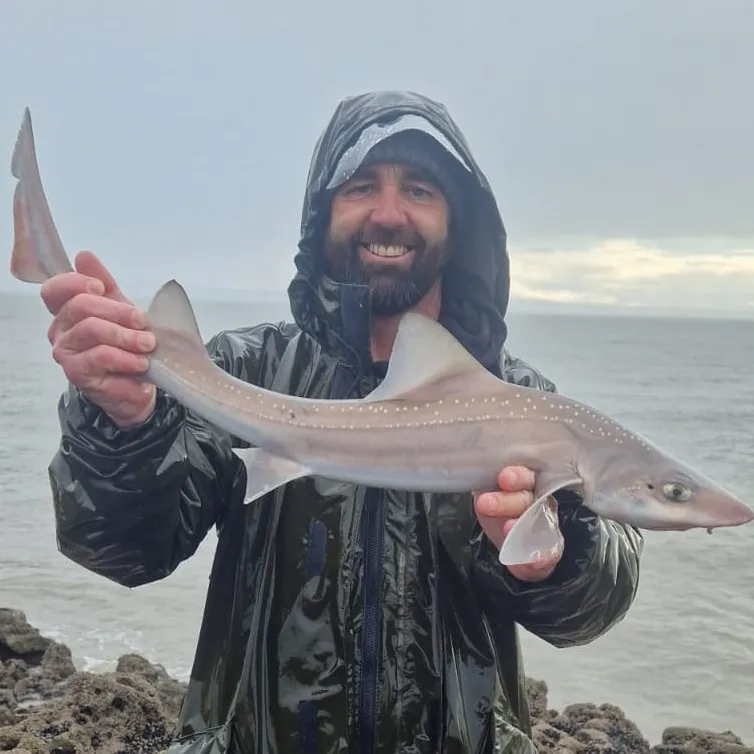 The most popular recent Starry smooth-hound catch on Fishbrain