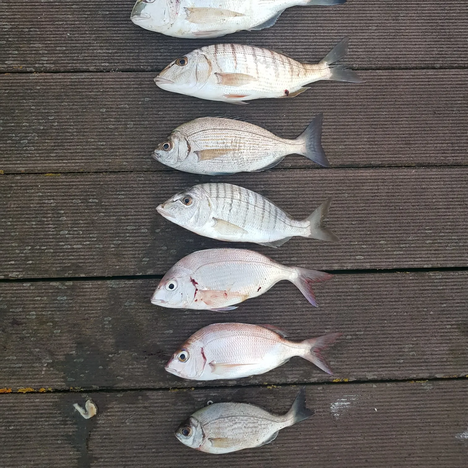 recently logged catches