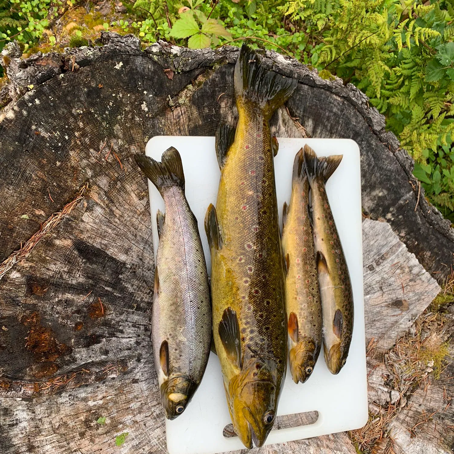 recently logged catches