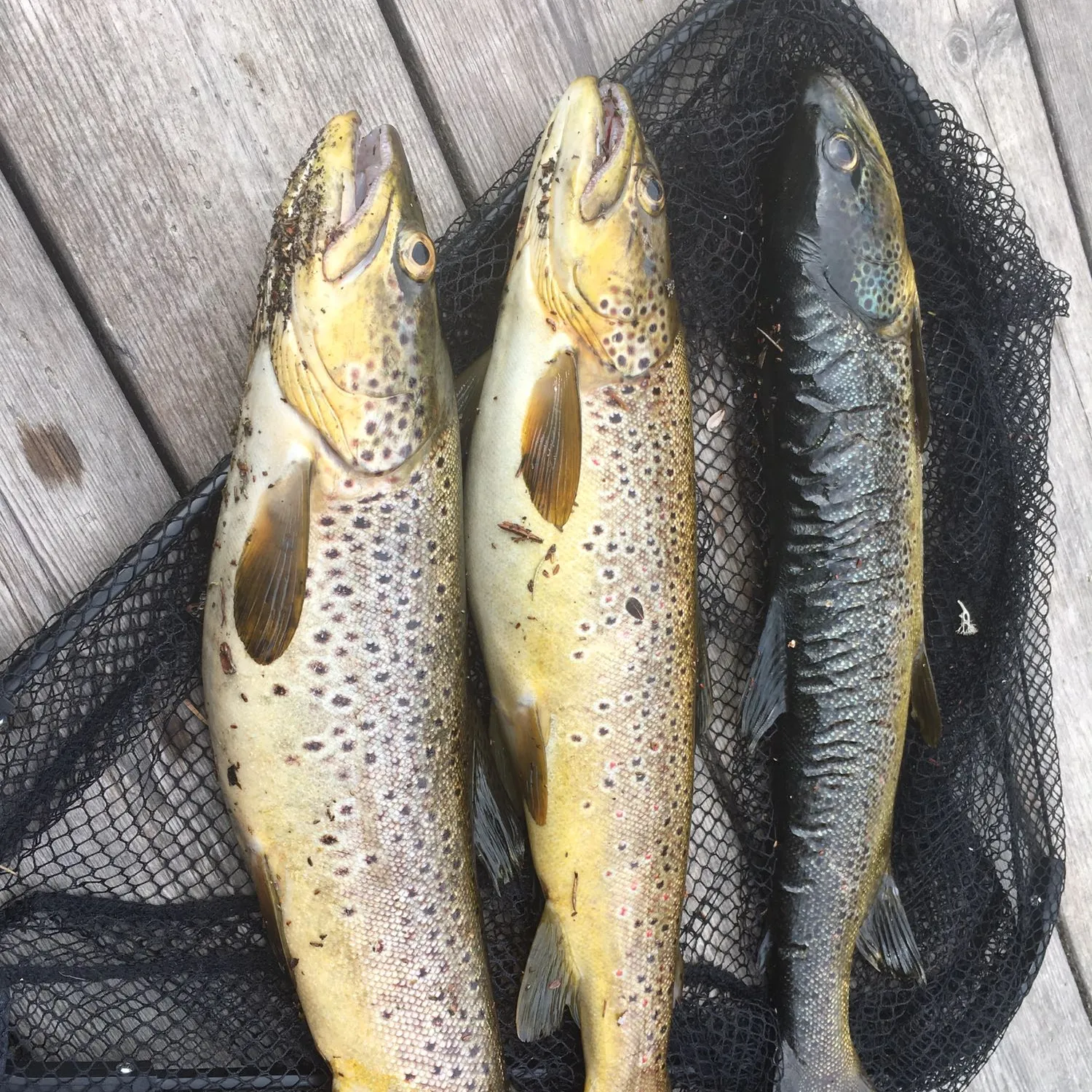 recently logged catches