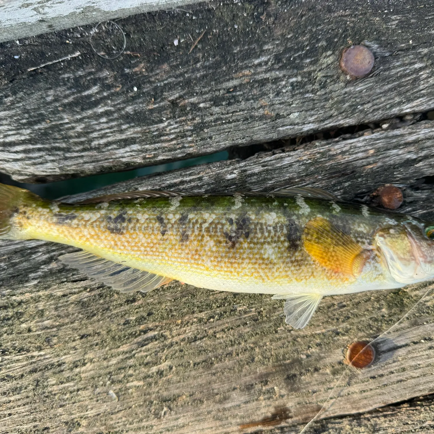 The most popular recent Blue weed whiting catch on Fishbrain