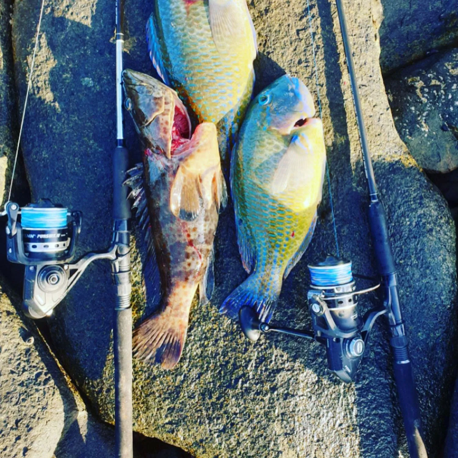 recently logged catches