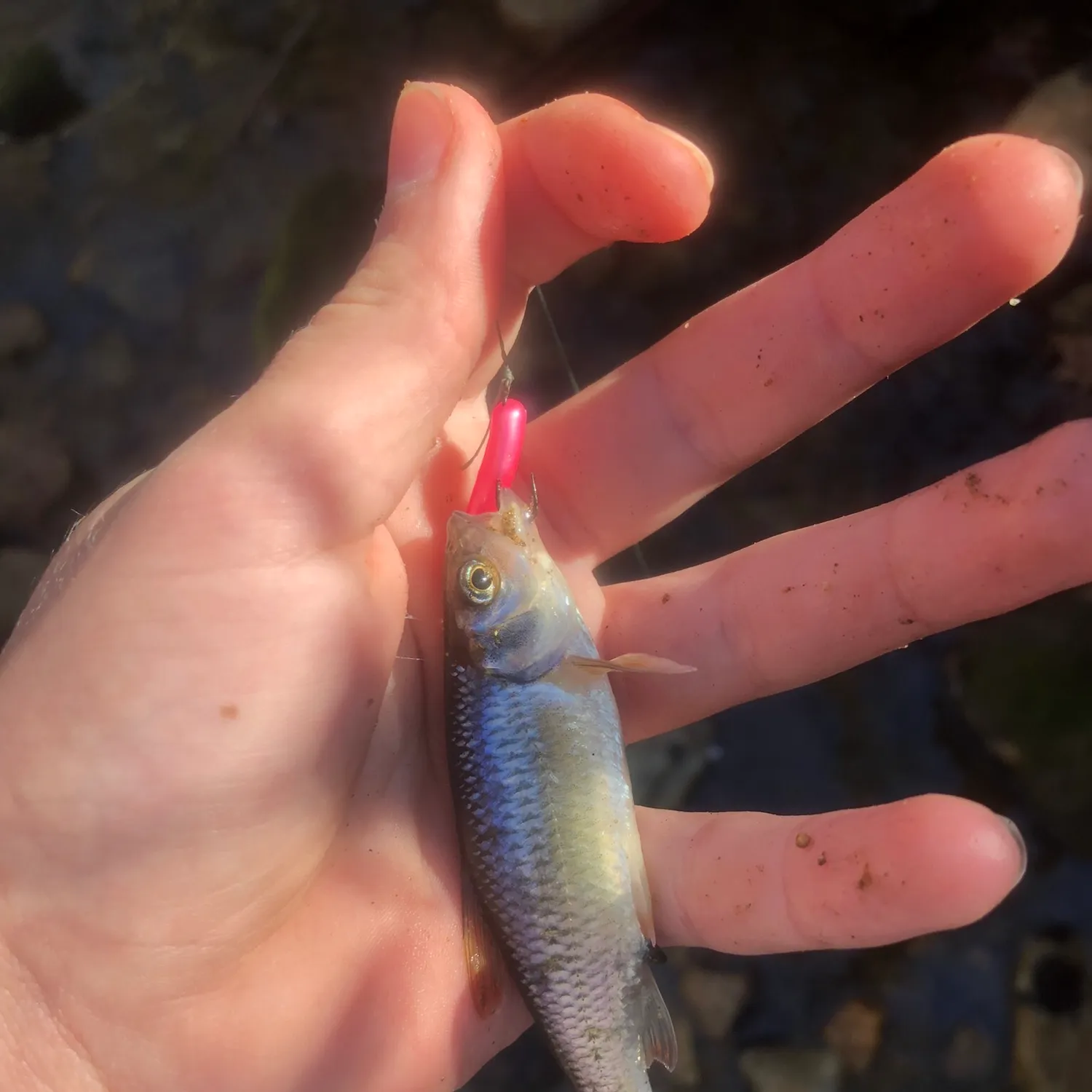 The most popular recent Striped shiner catch on Fishbrain