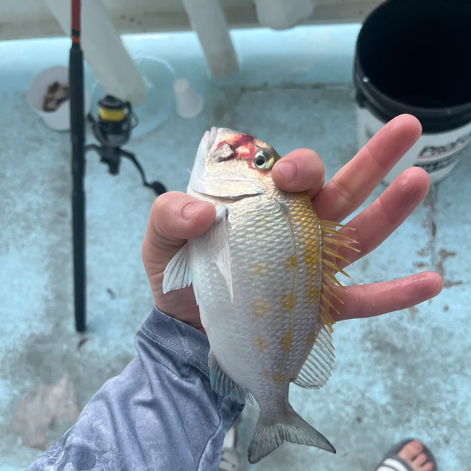 The most popular recent Grass porgy catch on Fishbrain