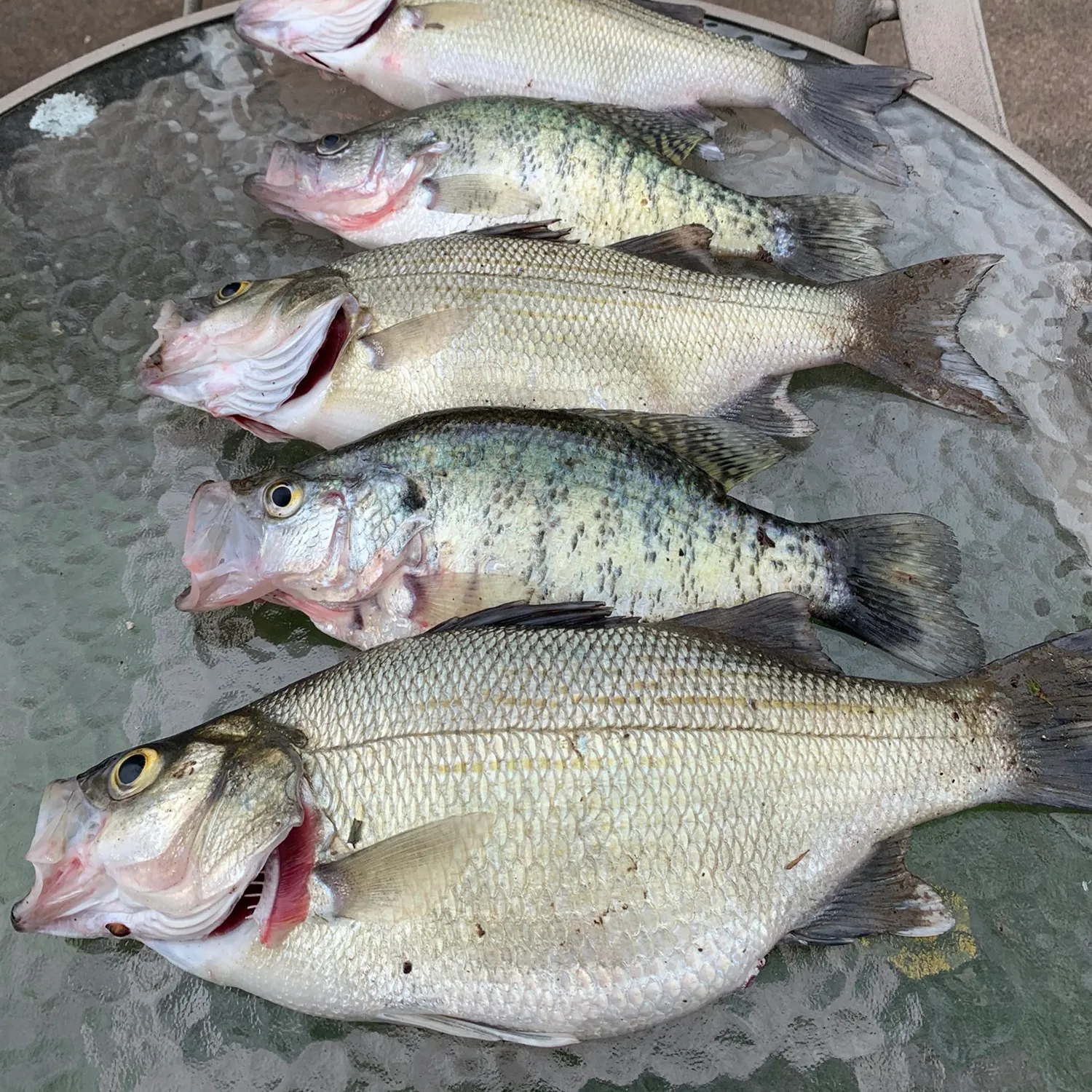 recently logged catches