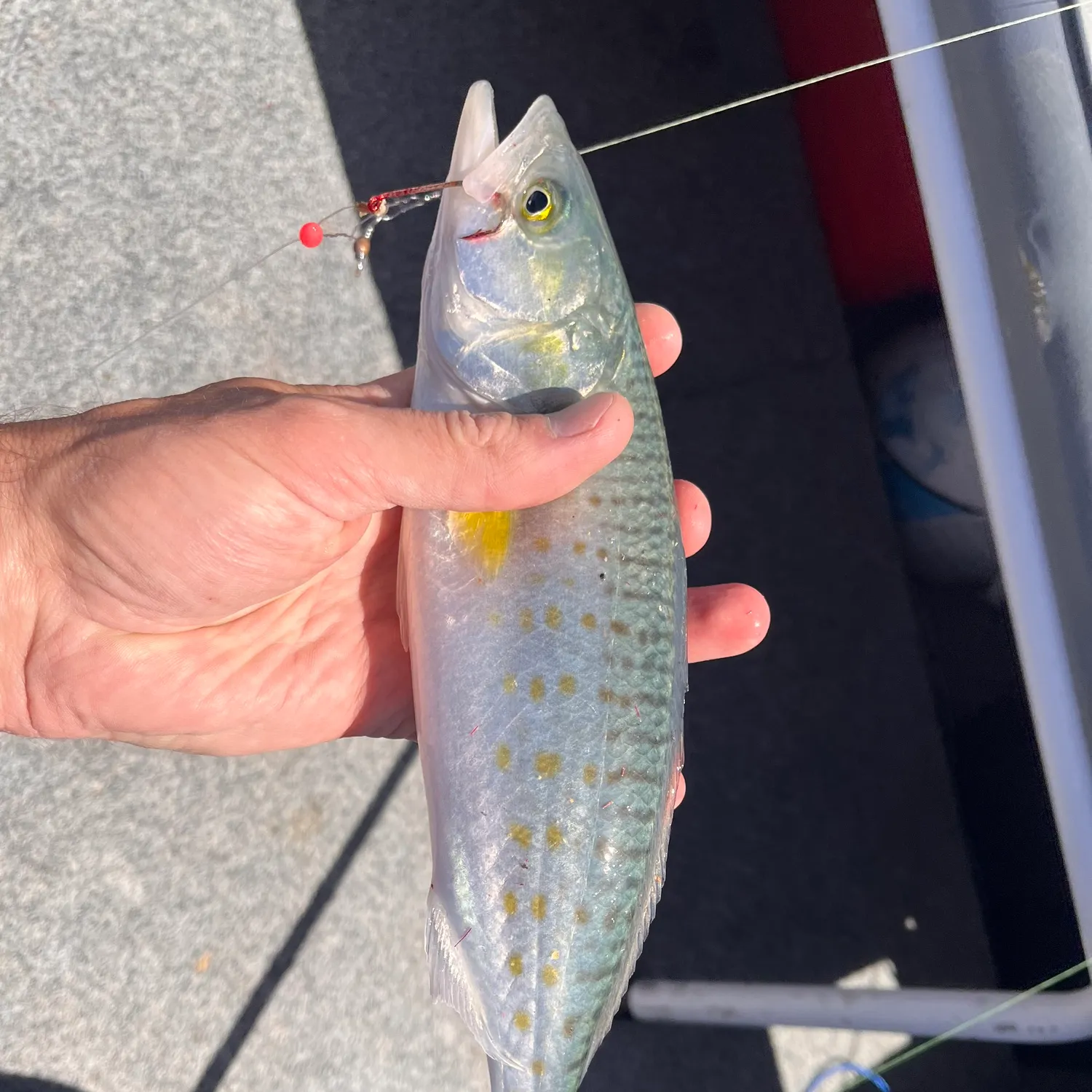 The most popular recent King George whiting catch on Fishbrain