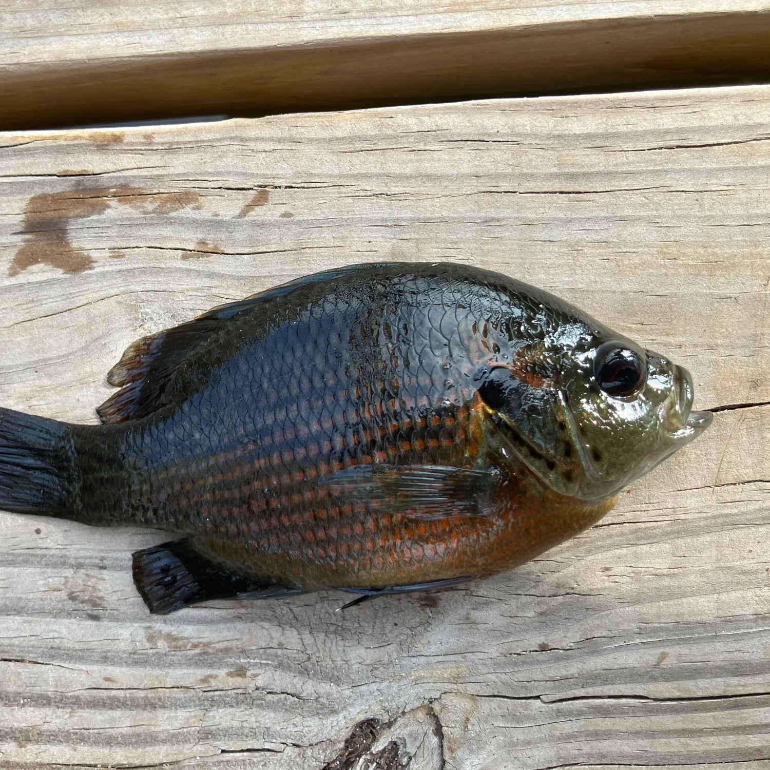 The most popular recent Redspotted sunfish catch on Fishbrain