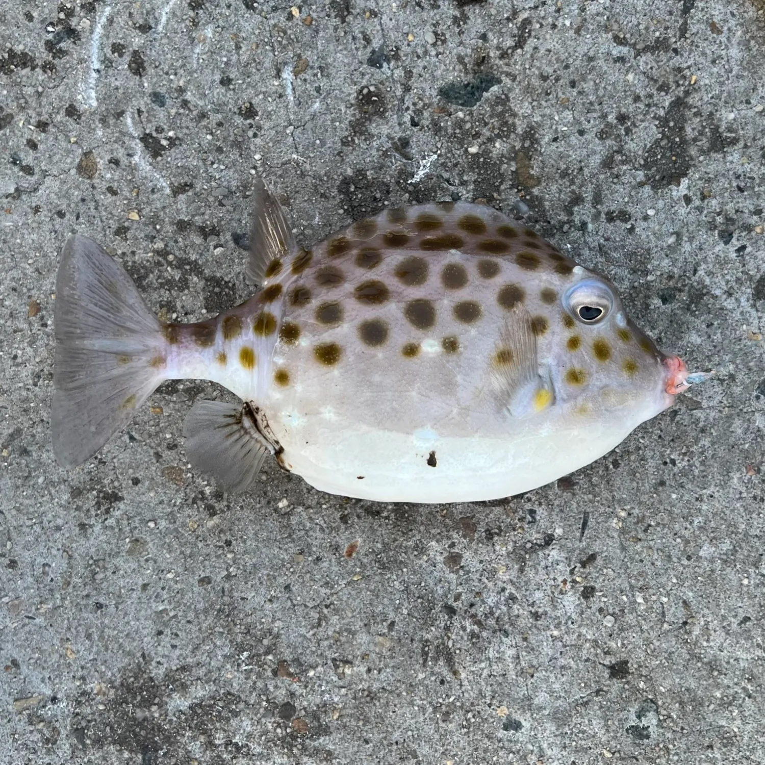 The most popular recent Western smooth boxfish catch on Fishbrain