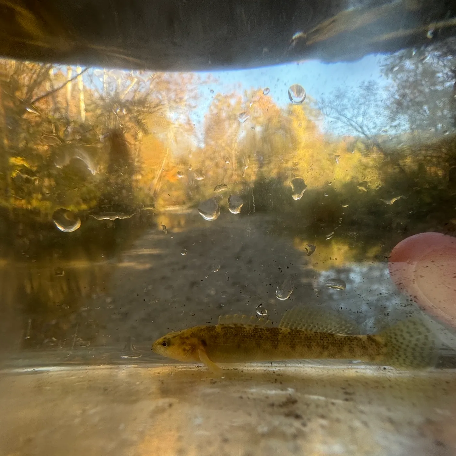 The most popular recent Fantail darter catch on Fishbrain